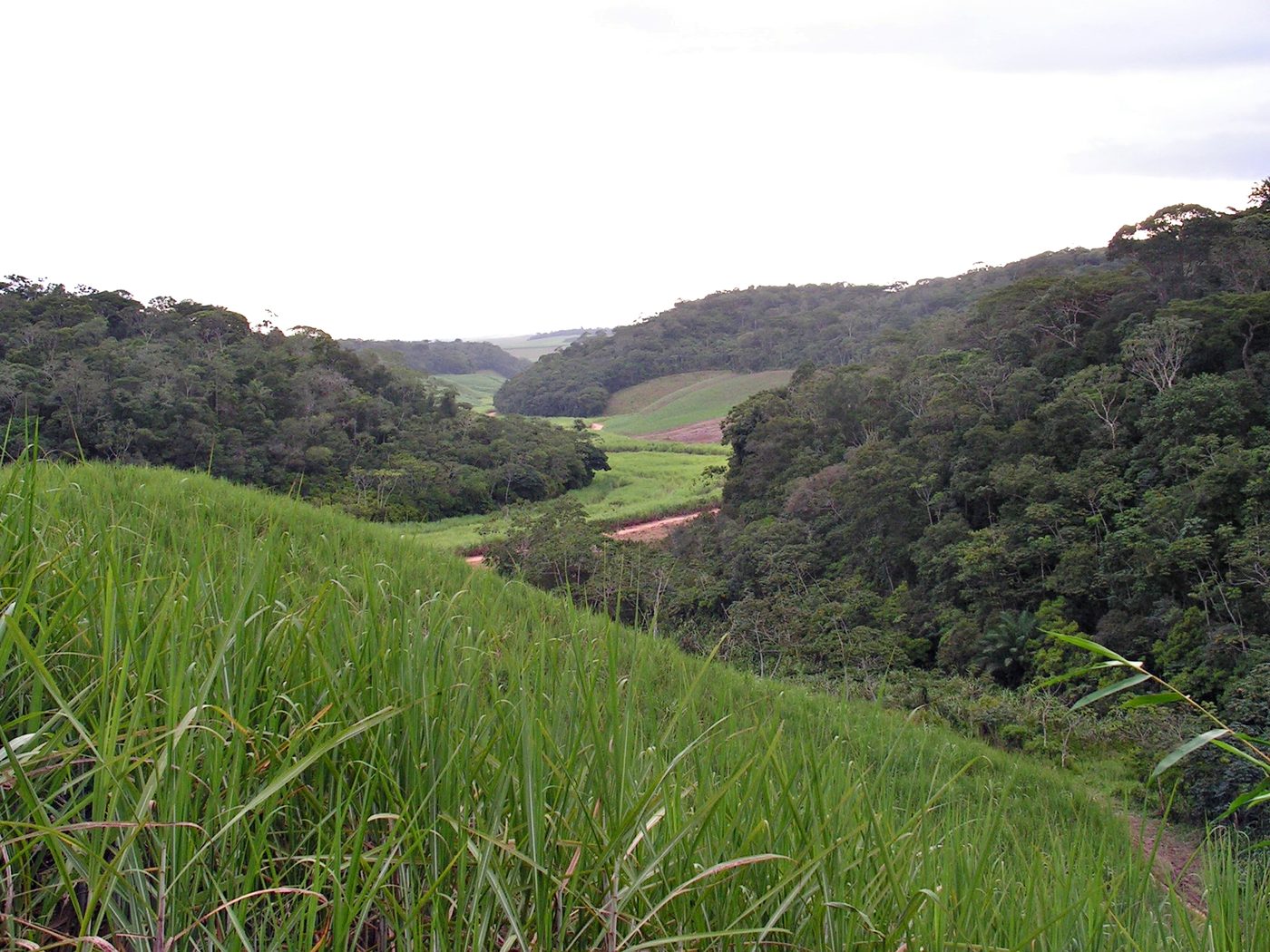 Remanescente de Mata Atlântica cercado por plantação de cana-de-açúcar em Pernambuco