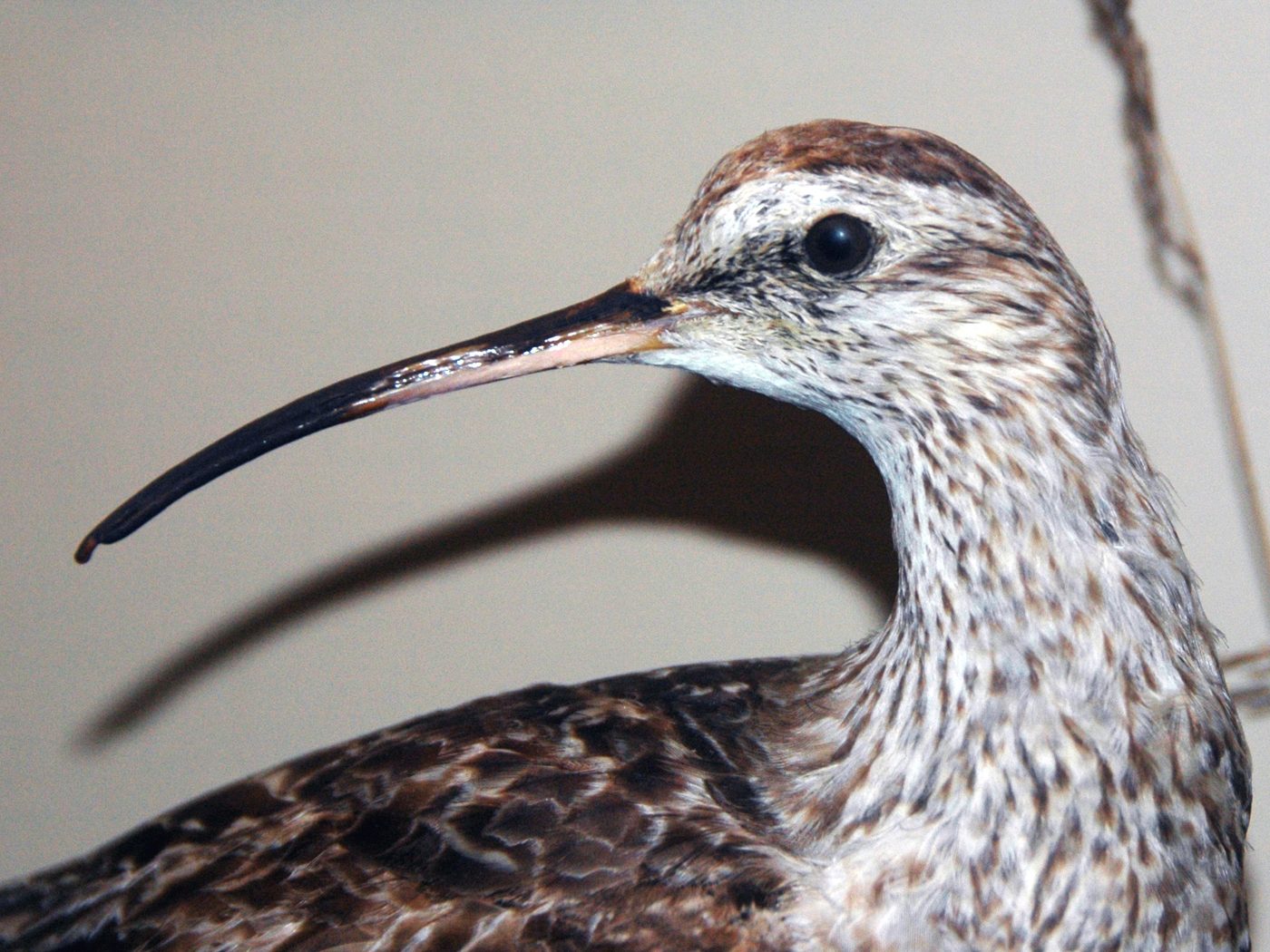 Espécime empalhado de maçarico-esquimó, ave migratória hoje regionalmente extinta no Brasil