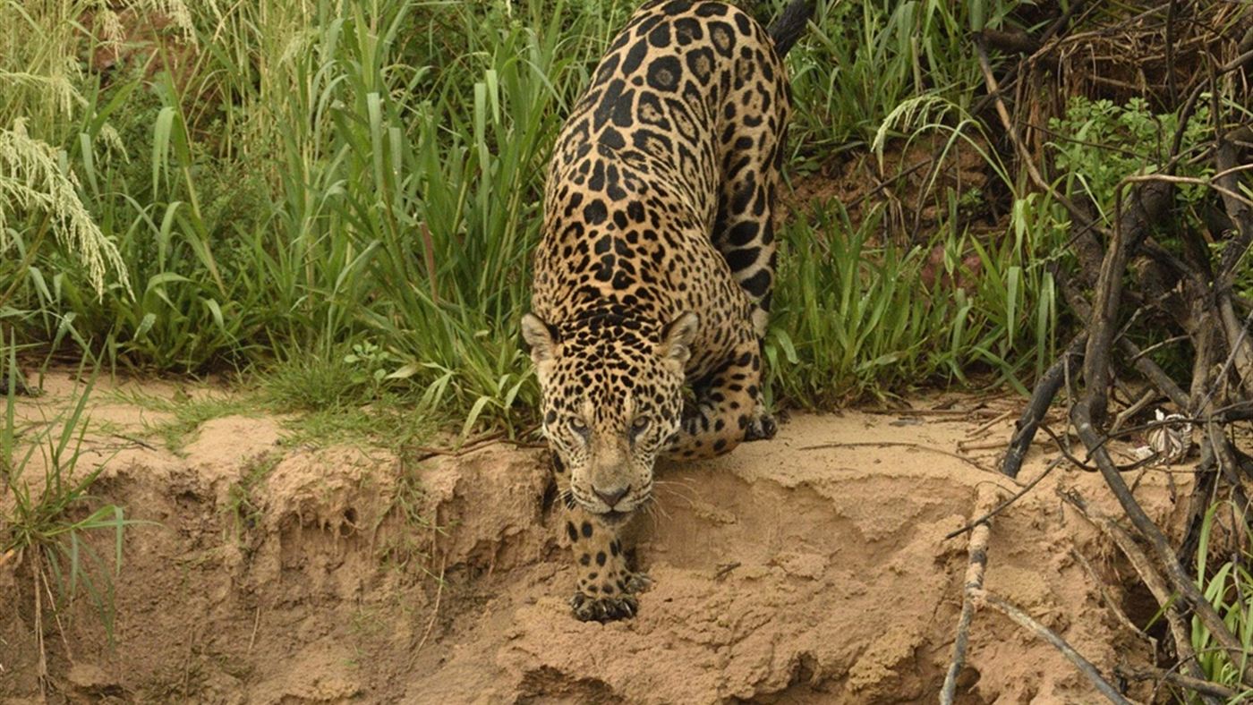 Onça-pintada fotografada às margens de um rio na Serra do Amolar, no Pantanal de Corumbá, MS