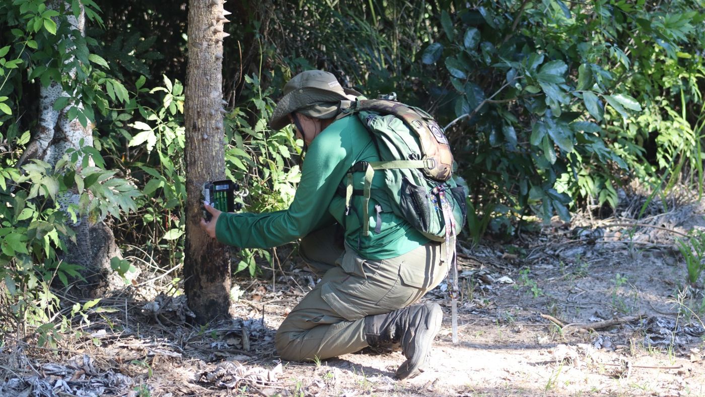 Membro da equipe do Instituto Homem Pantaneiro instala uma armadilha fotográfica em uma árvore na mata da Serra do Amolar