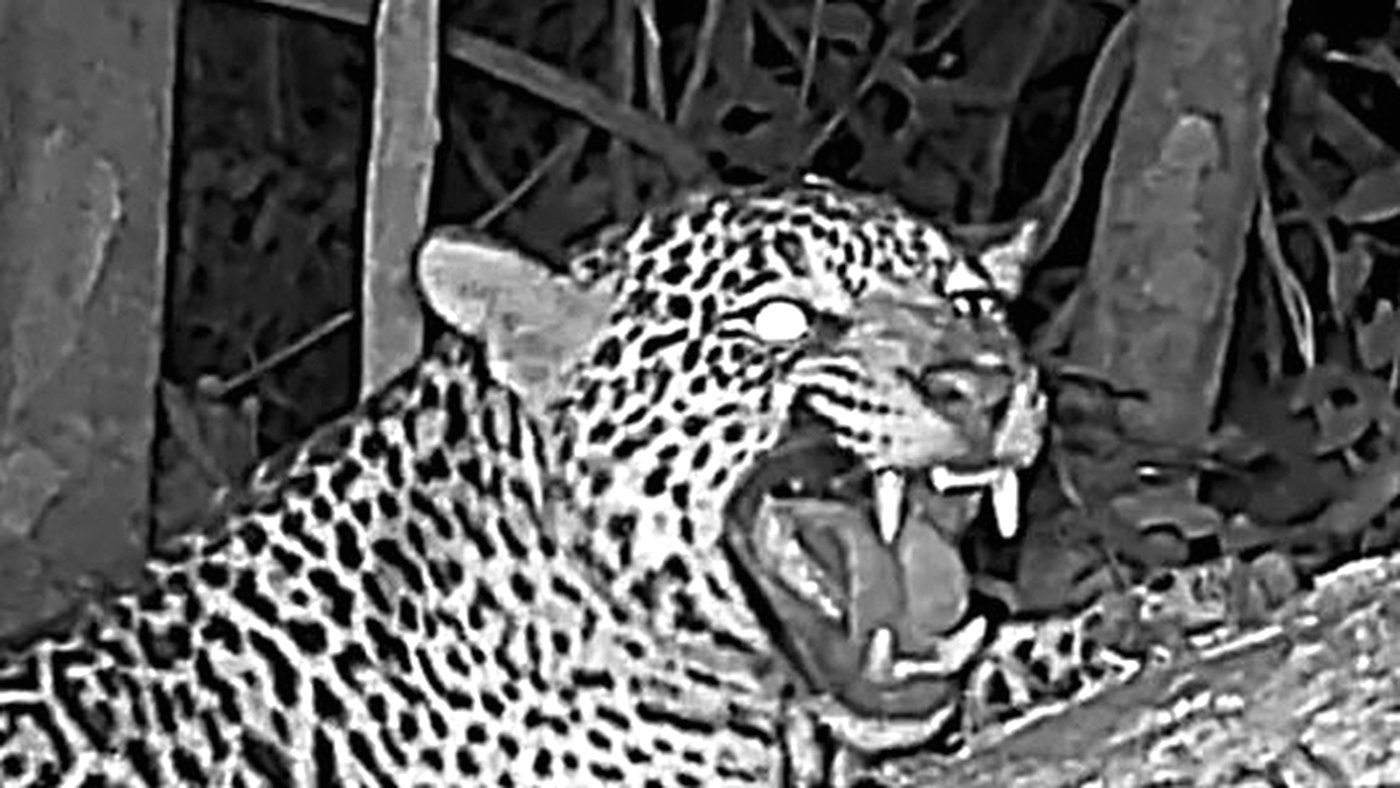 Frame do vídeo do Projeto Onças do Iguaçu mostrando a onça-pintada Manchita fazendo o reflexo de Flehmen no Parque Nacional do Iguaçu