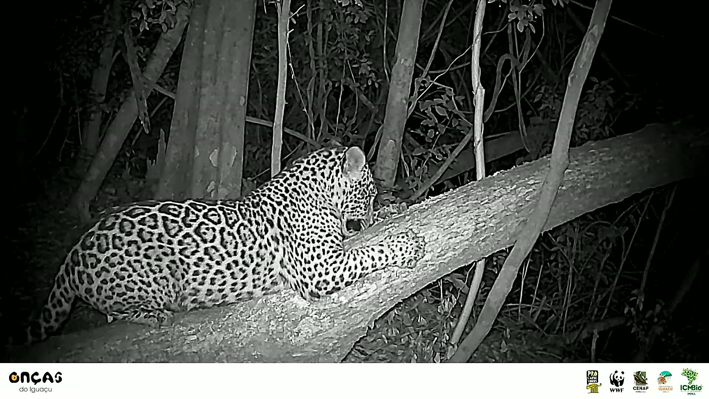 Cena do vídeo viral: onca manchita iguacu
