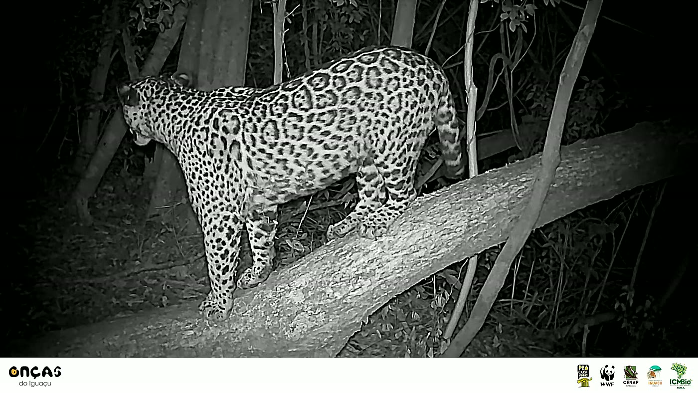 Cena do vídeo viral: onca manchita iguacu