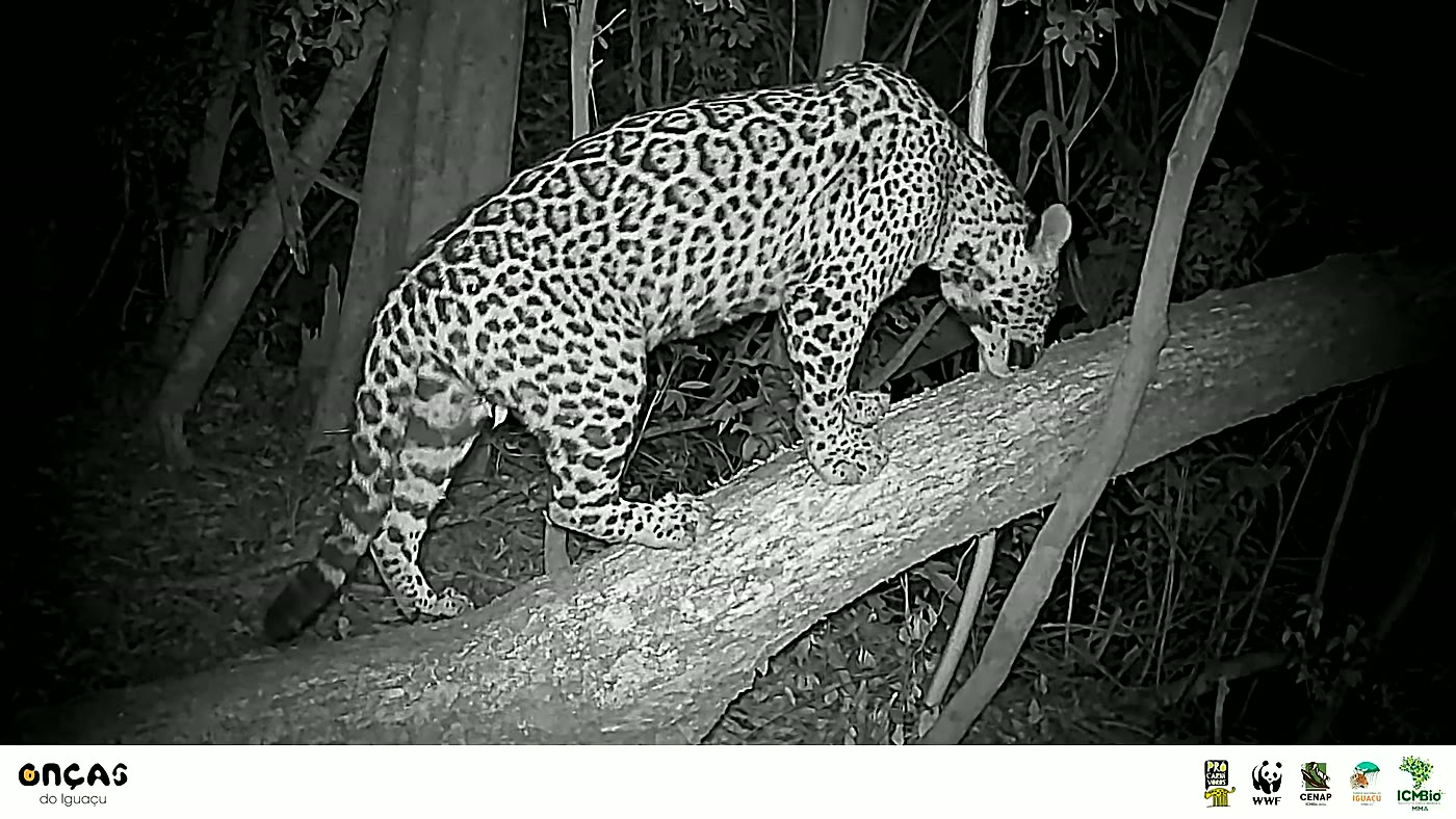 Manchita caminhando sozinha pela mata do Parque Nacional do Iguaçu, em frame do vídeo do Projeto Onças do Iguaçu