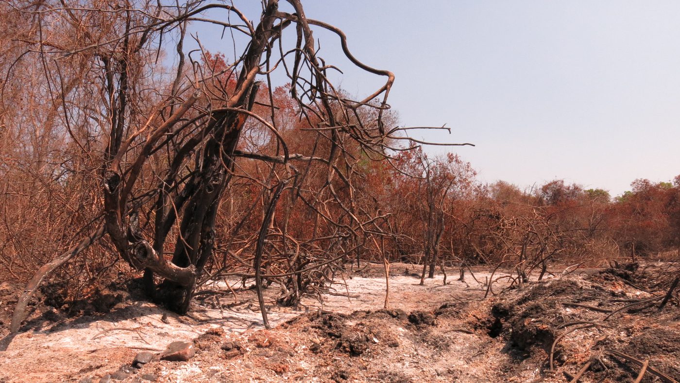 Vegetação carbonizada e solo coberto de cinzas depois de um incêndio no Pantanal, bioma que teve alta de 179% na área queimada em 2026