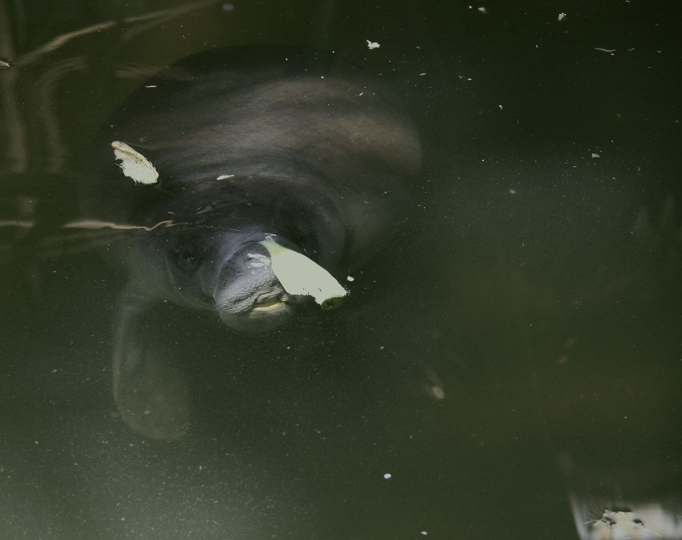 Peixe-boi-da-amazônia (Trichechus inunguis) se alimentando na superfície da água, espécie de água doce diferente do peixe-boi-marinho