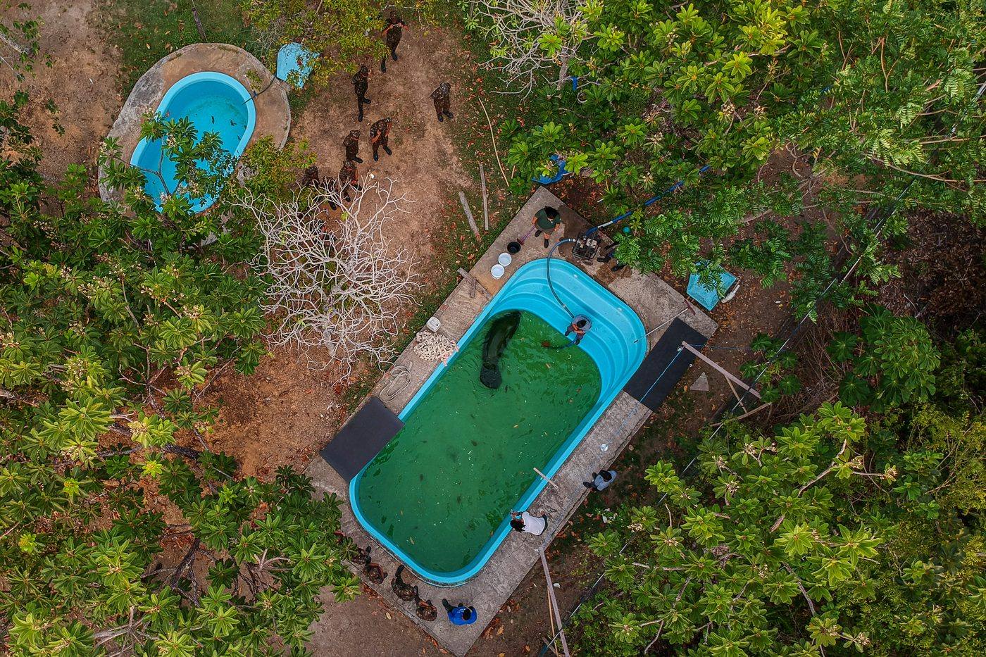 Vista aérea de tanques de reabilitação de peixe-boi-marinho em centro de triagem no Amapá