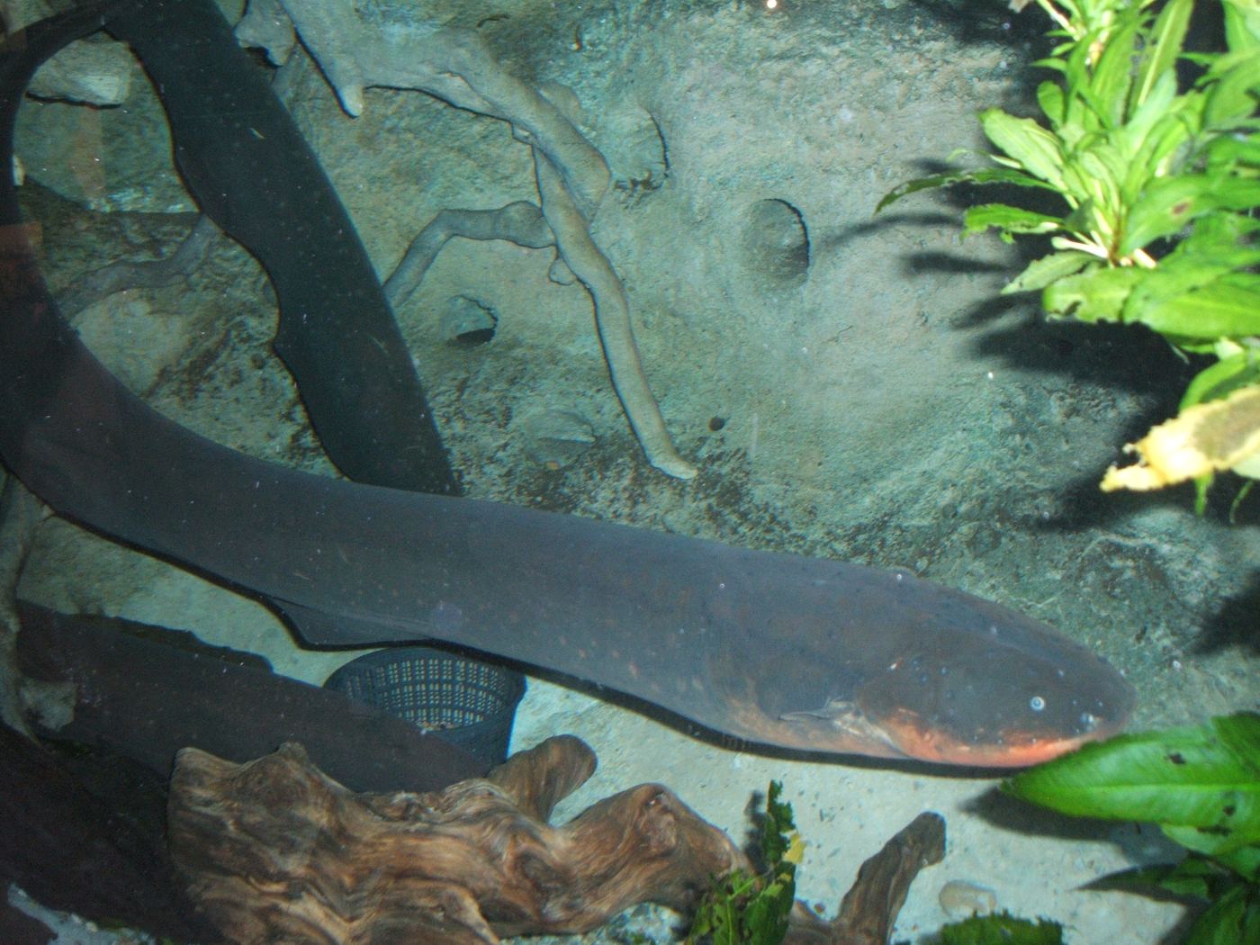 Peixe elétrico visto de cima dentro de um aquário, corpo alongado sobre o fundo com pedras e plantas
