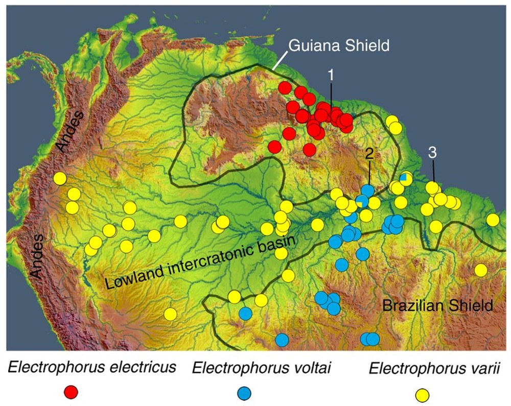 Mapa do norte da América do Sul com pontos coloridos mostrando onde cada uma das três espécies de peixe elétrico foi encontrada