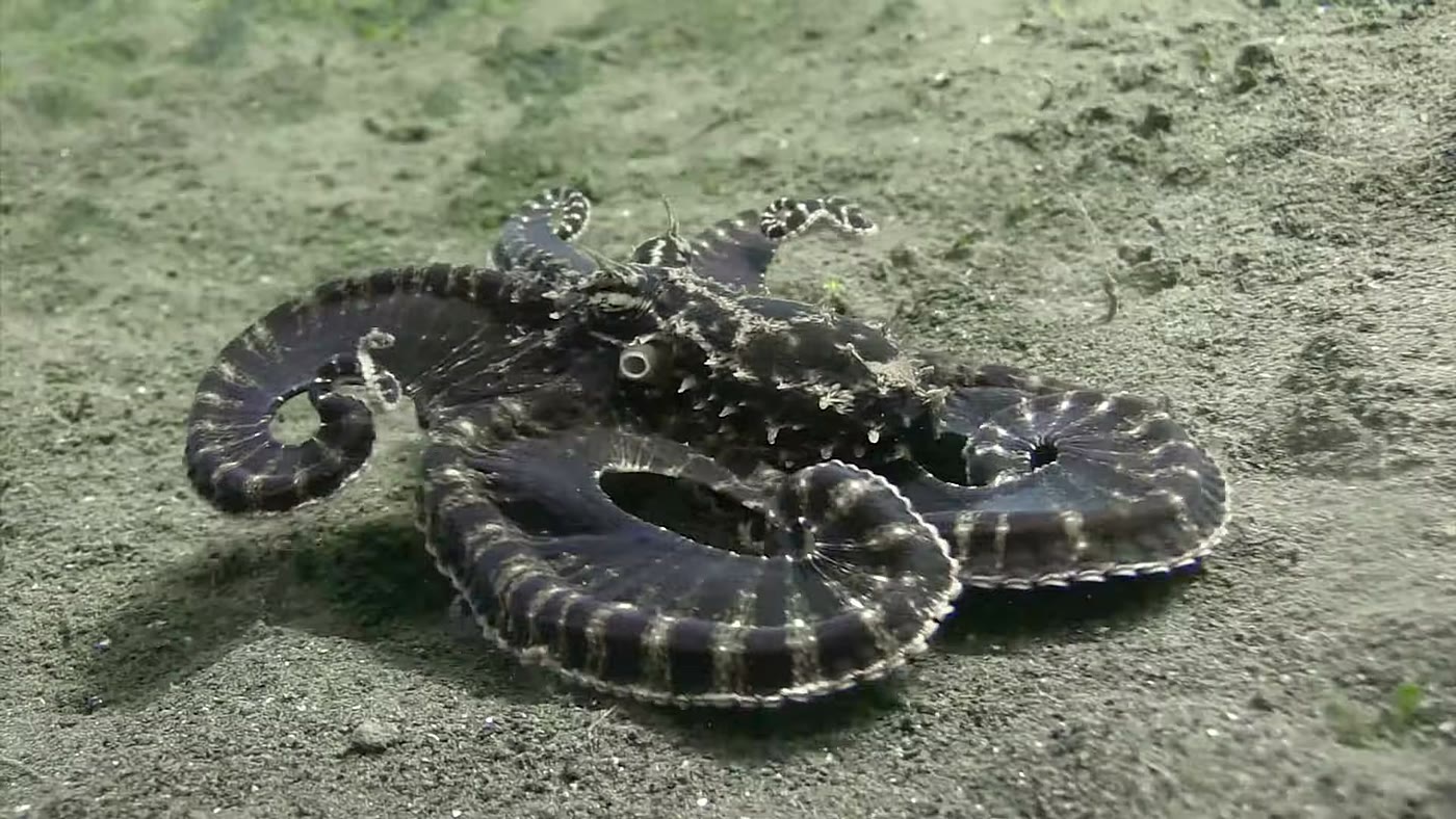 Polvo mímico com os braços esticados imitando o padrão listrado de uma cobra-do-mar no fundo do oceano