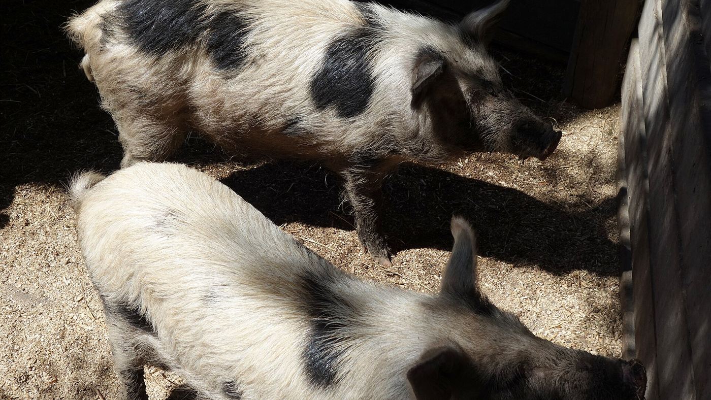 Porcos da linhagem da Ilha Auckland em reserva na Nova Zelândia