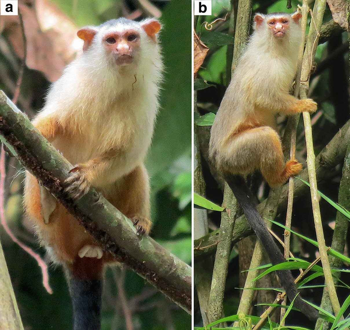 Casal de sagui-de-schneider fotografado em Paranaíta, no Mato Grosso, no local onde a espécie foi coletada para a descrição científica