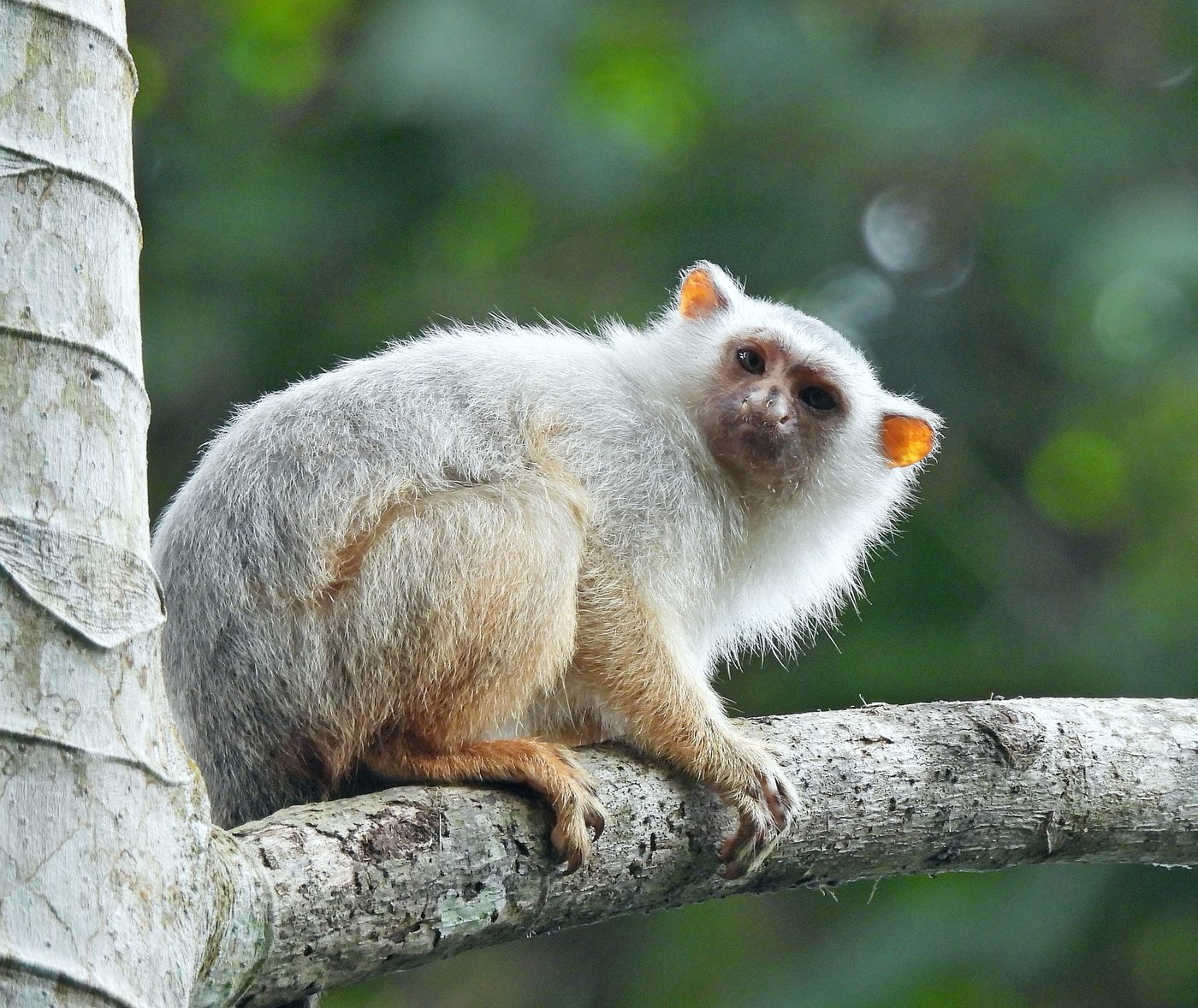Sagui-de-schneider visto de perto, com pelagem prateada e orelhas alaranjadas, no Mato Grosso