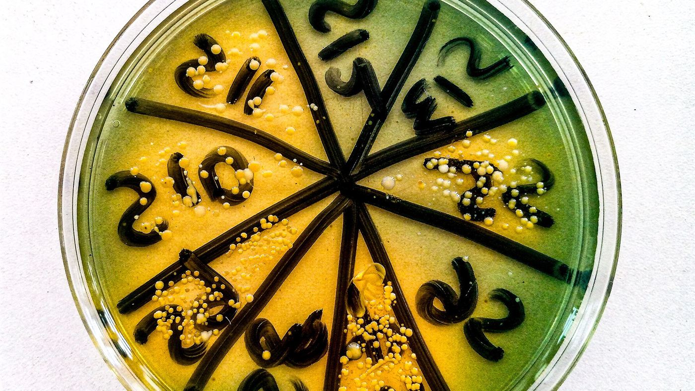Cultura de bactérias em placa de Petri, o tipo de teste em laboratório que os peptídeos do sapo-cururu-da-amazônia ainda não passaram