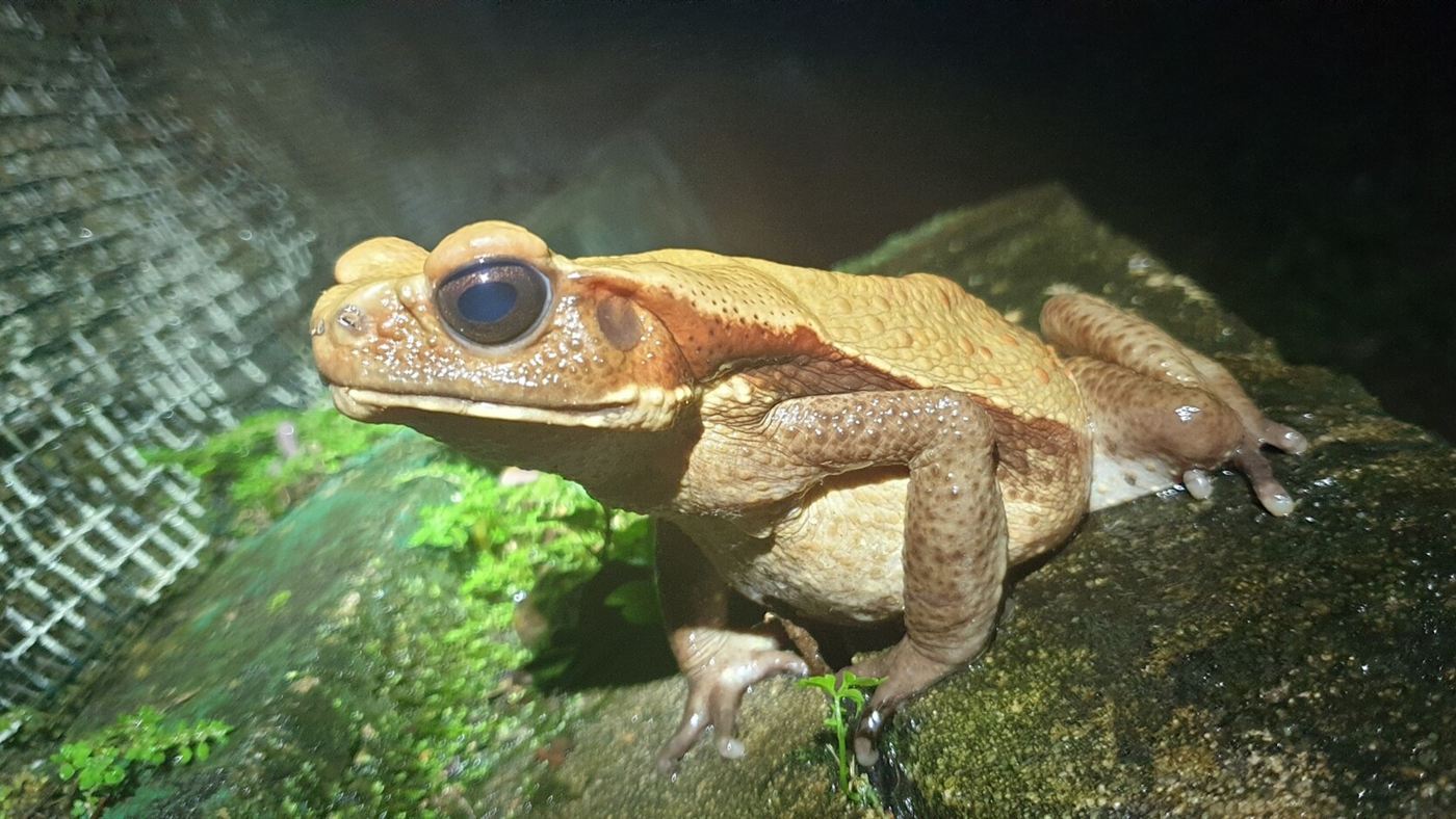 Sapo-cururu-da-amazônia visto de perto, mostrando as glândulas da pele de onde vem a secreção estudada pelo Butantan