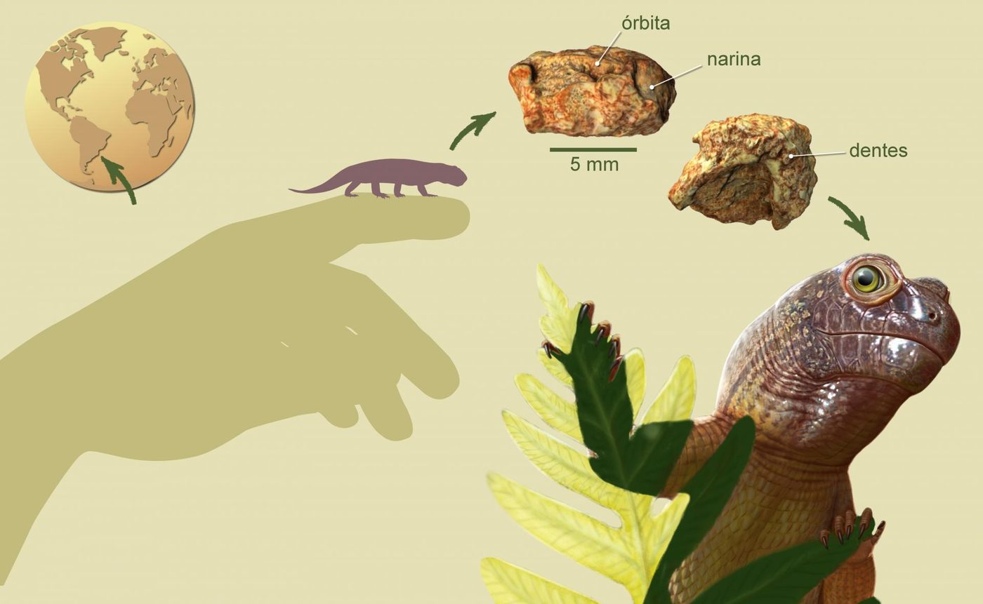 Infográfico do crânio de Sauropia macrorhinus com escala de 5 mm, mostrando a órbita ocular, a narina e os dentes, ao lado de uma ilustração do animal em vida.