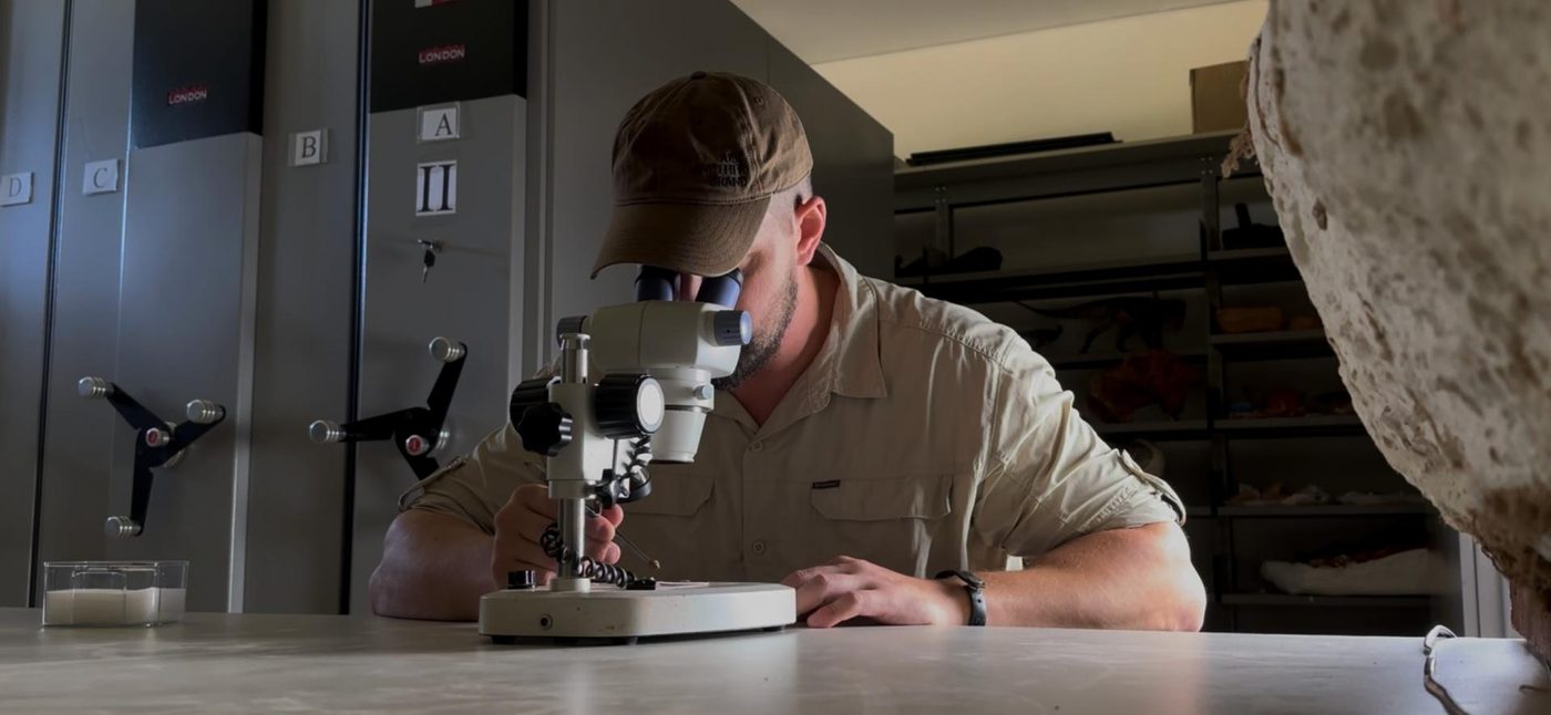 Paleontólogo analisa o fóssil de Sauropia macrorhinus sob um microscópio estereoscópico em laboratório do CAPPA/UFSM.
