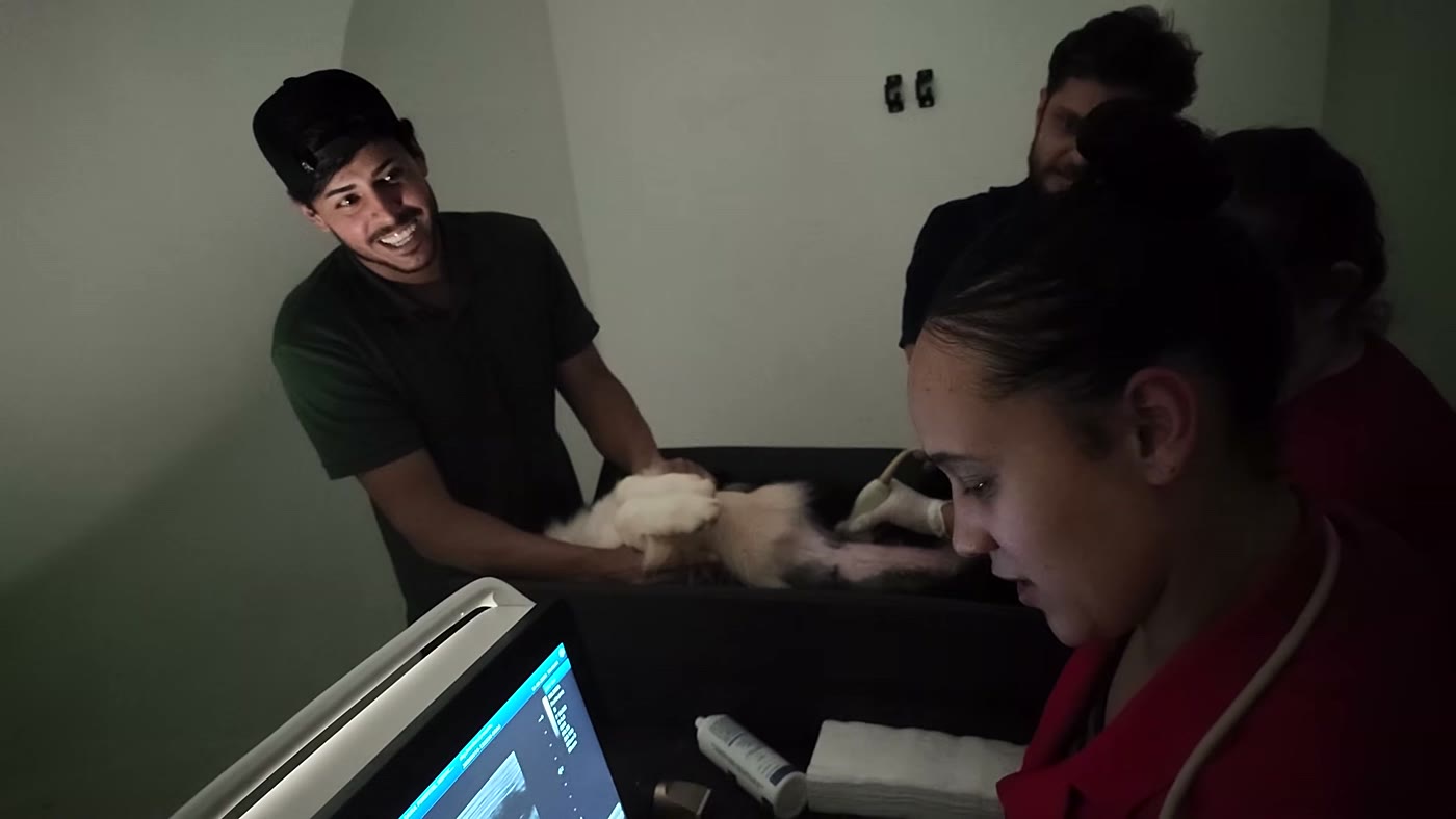 Renato Garcia acompanha o exame de ultrassom da cachorra Sky na clínica veterinária
