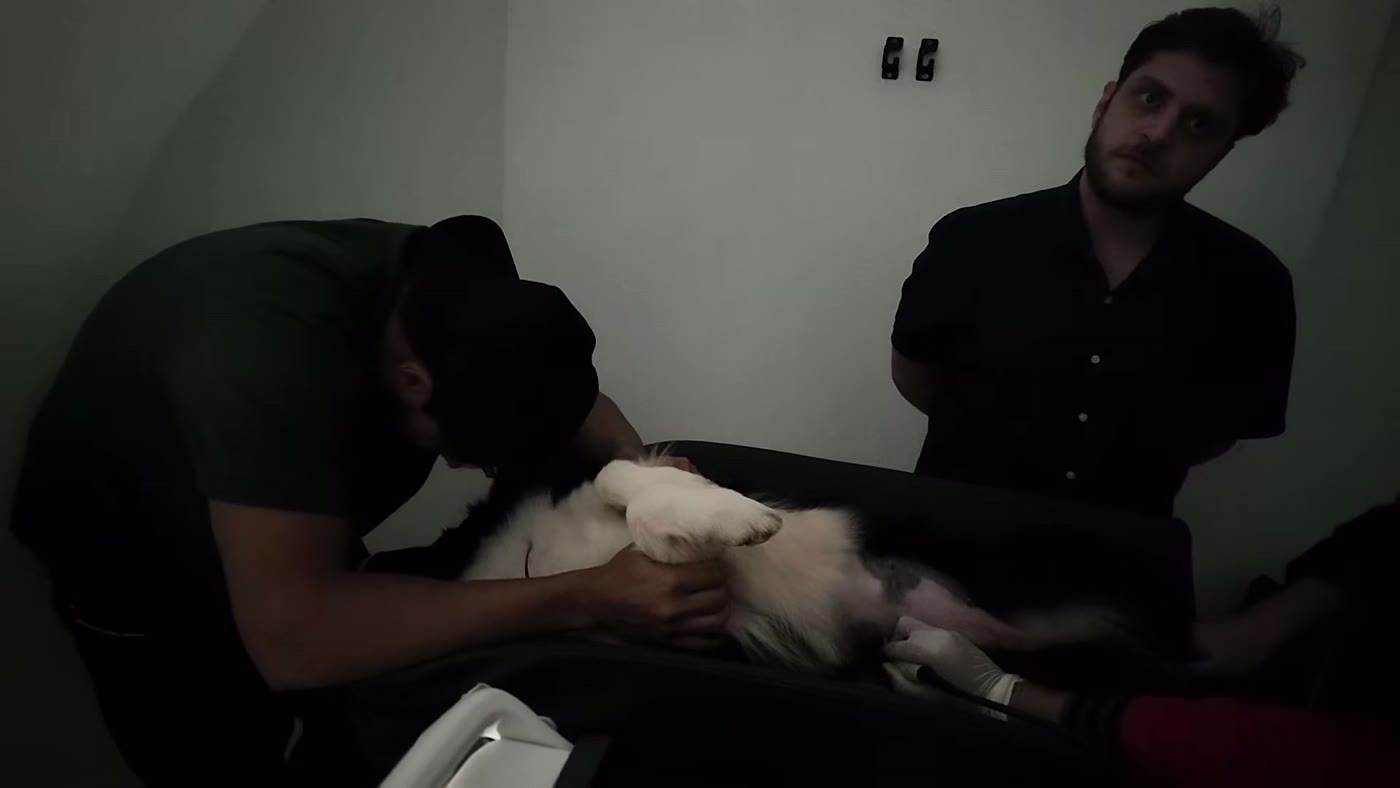 Sky deitada na maca da clínica veterinária durante o exame de ultrassom