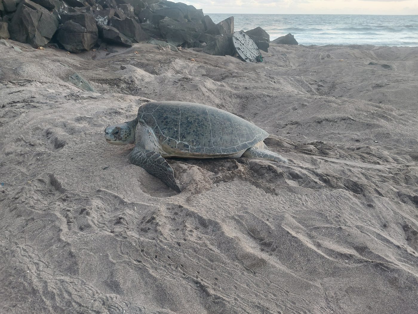 Tartaruga-verde retorna ao mar depois de desovar numa praia da Ilha da Trindade, no Espírito Santo