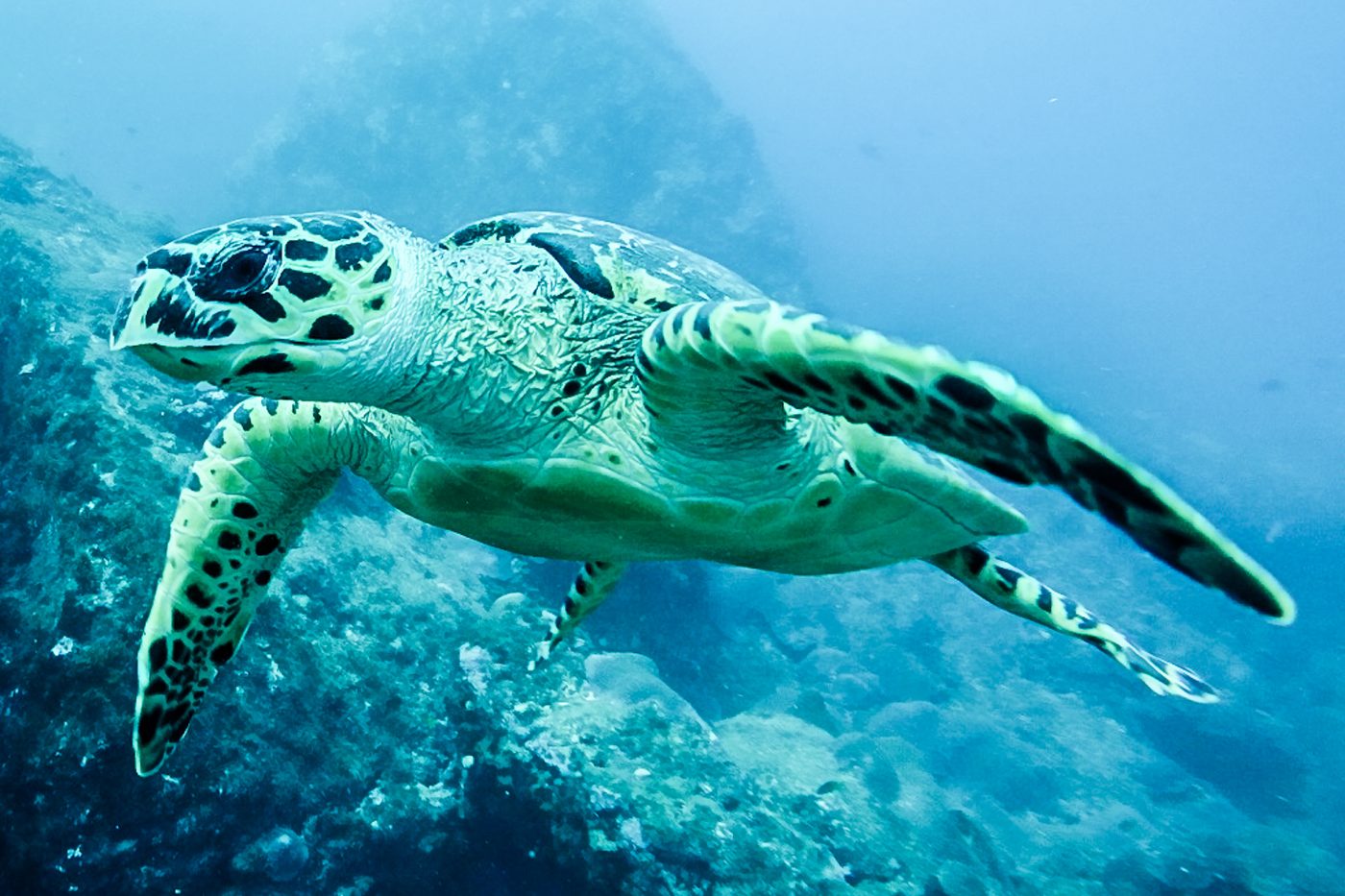 Tartaruga-de-pente nada em águas de Fernando de Noronha, em Pernambuco