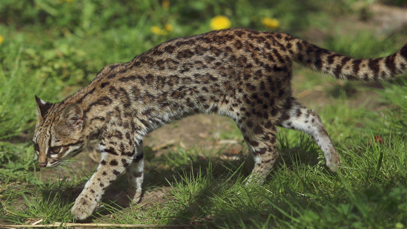 Leopardus guttulus vivo, parente do felino tilcayo descoberto na Bolívia