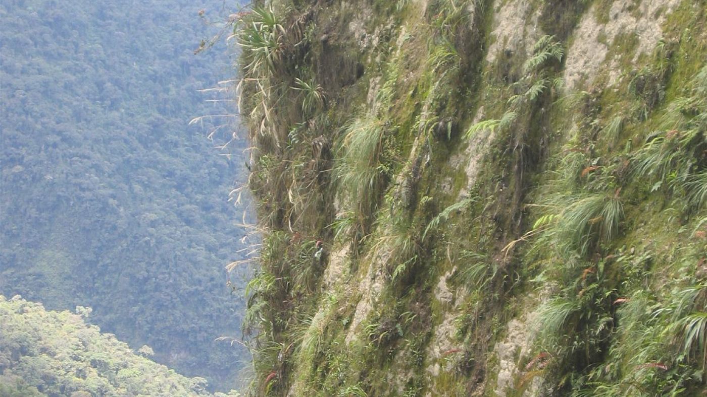 Floresta dos Yungas perto de Coroico, na Bolívia, região onde vive o tilcayo