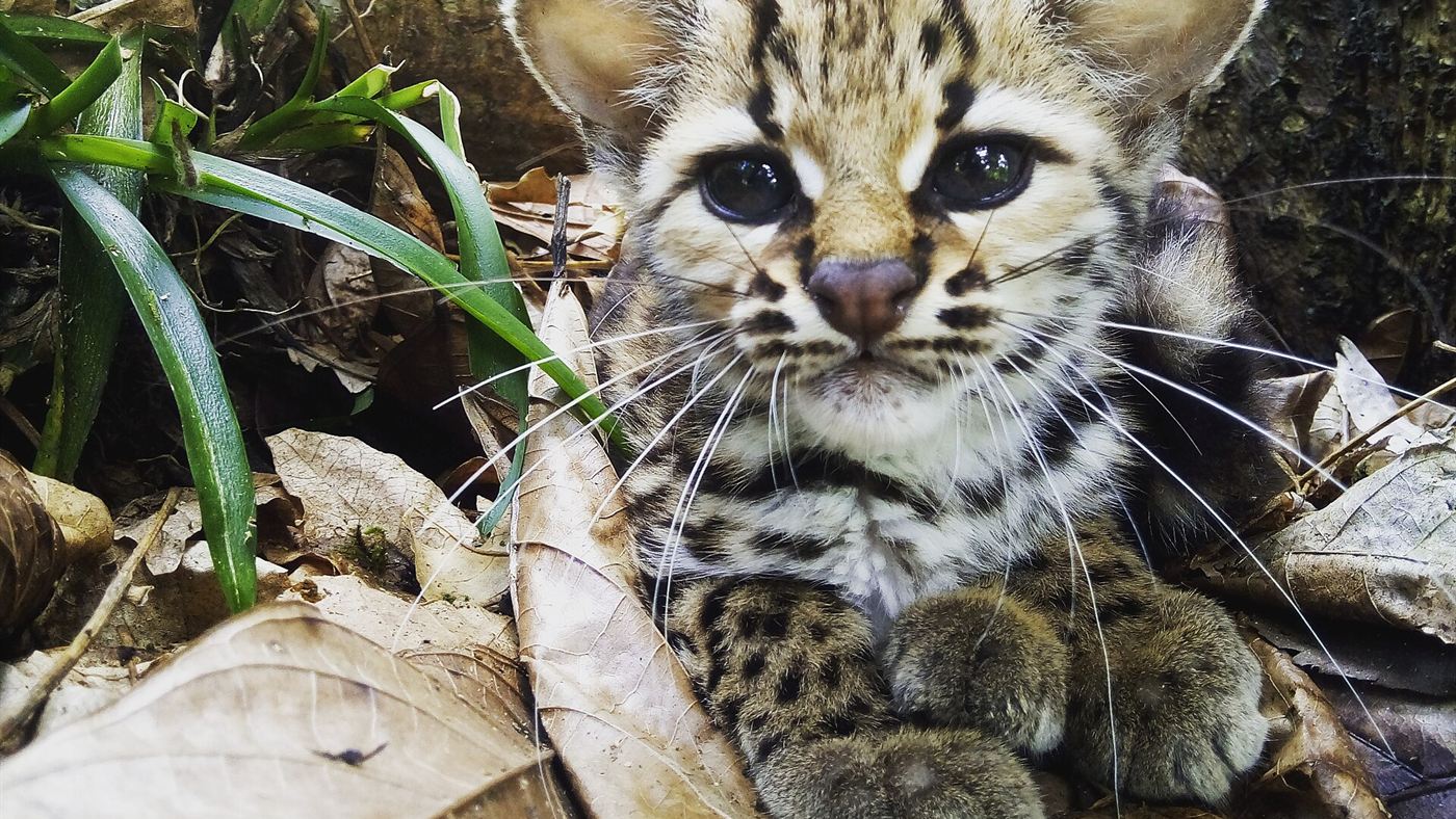 Filhote de Leopardus tigrinus, parente do tilcayo dentro do mesmo grupo de gatos-do-mato