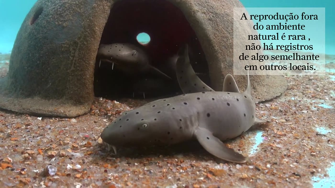 Filhotes de tubarão-lixa recém-nascidos, frame do vídeo do Projeto Tamar sobre a espécie da bolsa de sereia