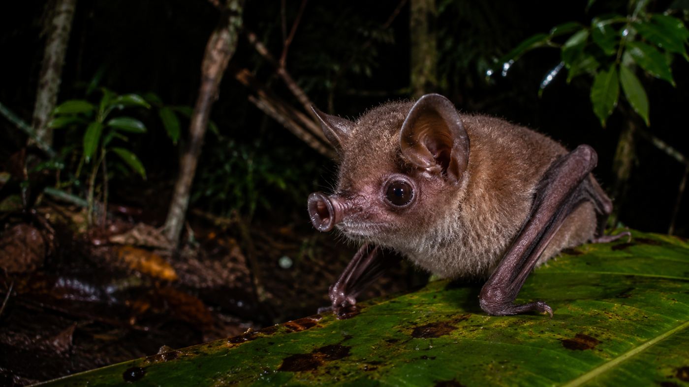A close-up of one of the new tube-nosed bats, a small brown bat with short tube-shaped nostrils sticking out from its face