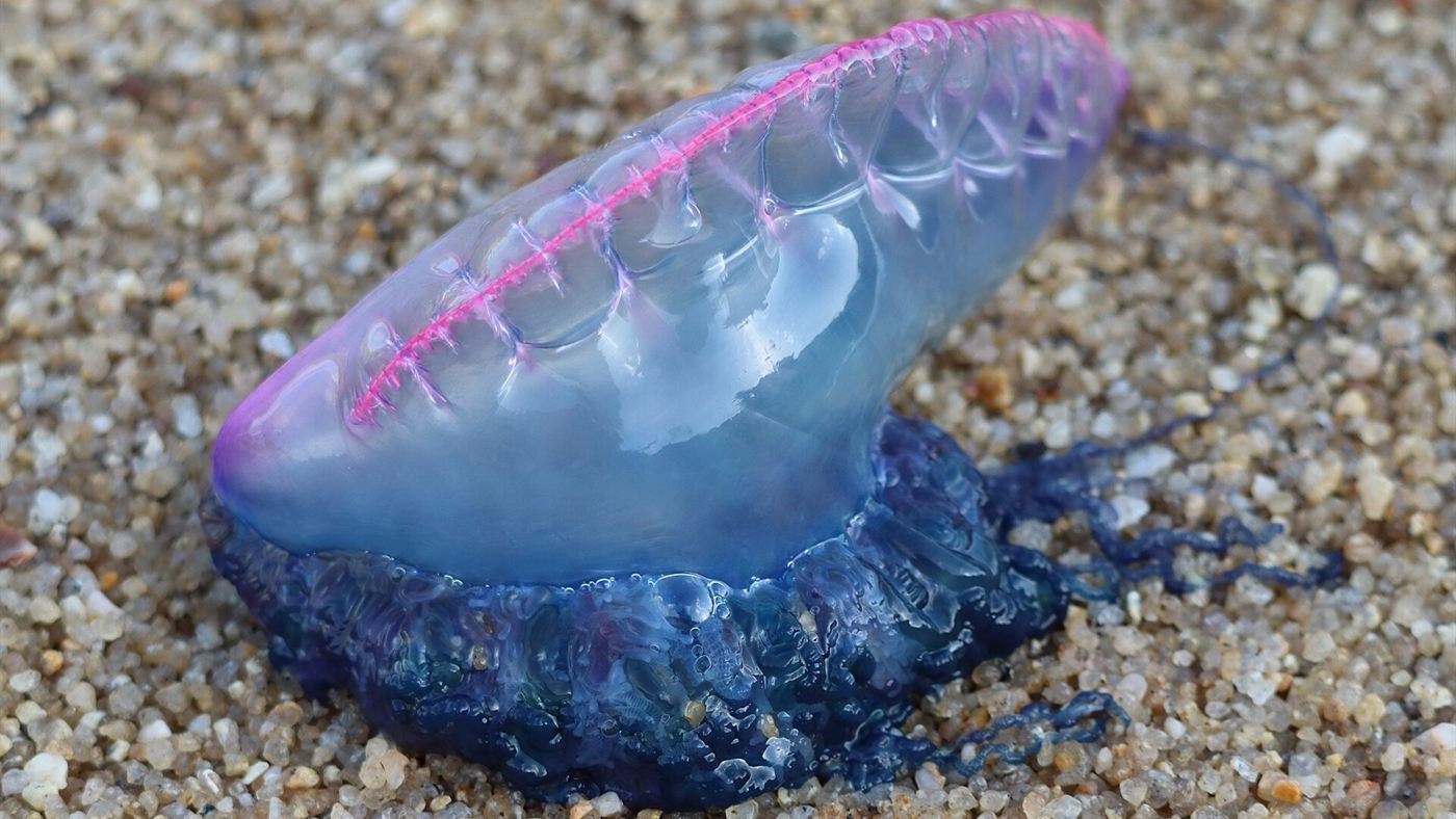 Caravela-portuguesa (Physalia physalis) encalhada na areia, com a bolsa de gás e os tentáculos visíveis
