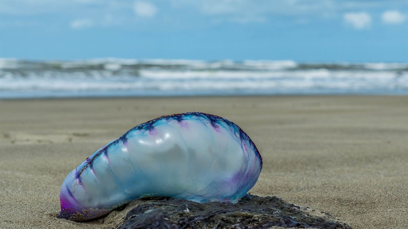 Caravela-portuguesa na areia com o mar ao fundo, cenário comum em praias do litoral brasileiro no verão