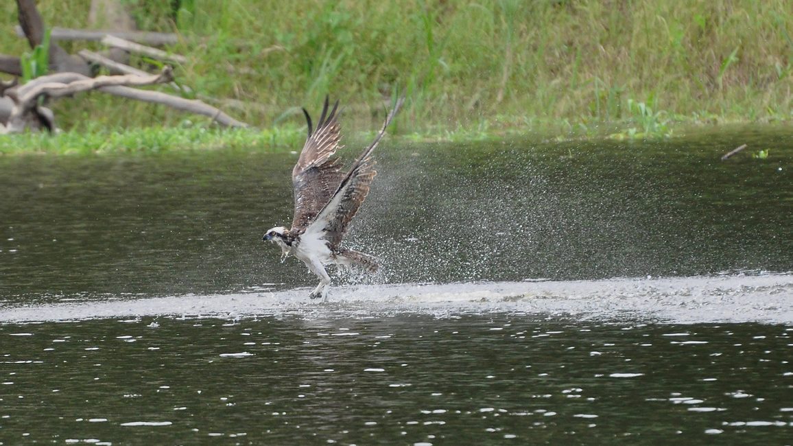 Águia-pescadora levantando voo da água com asas abertas e respingos, em rio de Uarini, no Amazonas