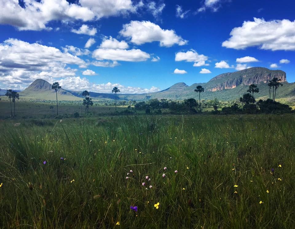 Paisagem do Cerrado na Chapada dos Veadeiros, com campo de vegetação rasteira, palmeiras e serra ao fundo, sob céu azul com nuvens
