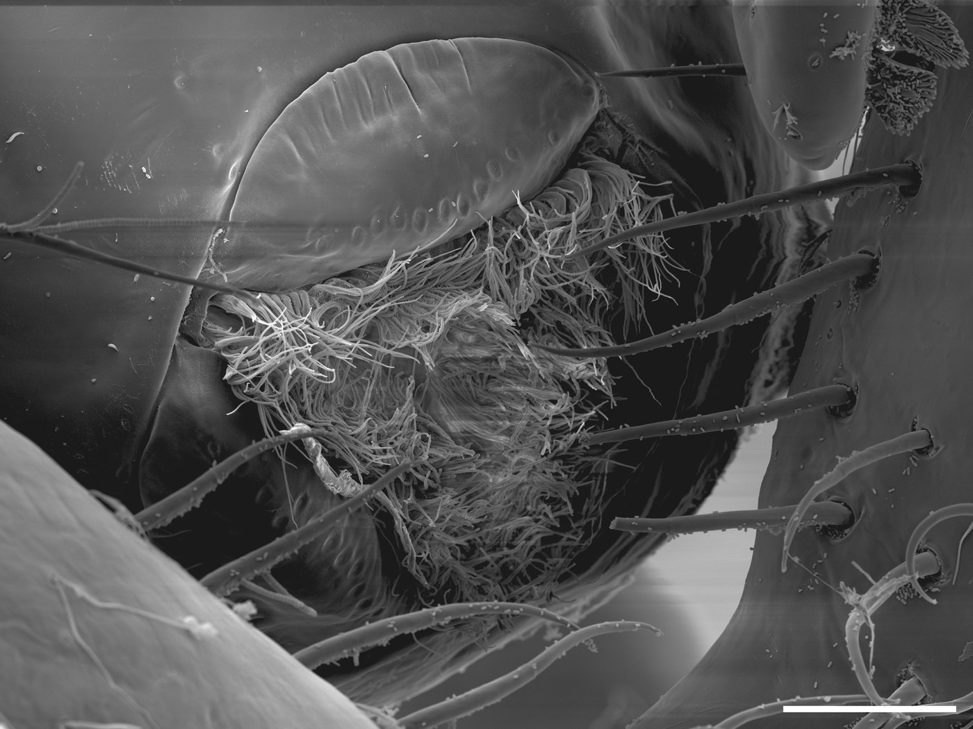 Imagem de microscópio em preto e branco da boca triangular da aranha-do-mar, com três lábios e filamentos saindo do centro