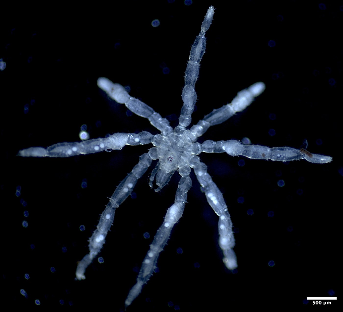 Aranha-do-mar translúcida vista de cima, com oito pernas abertas em estrela e pontos brancos de ovos ao longo das pernas