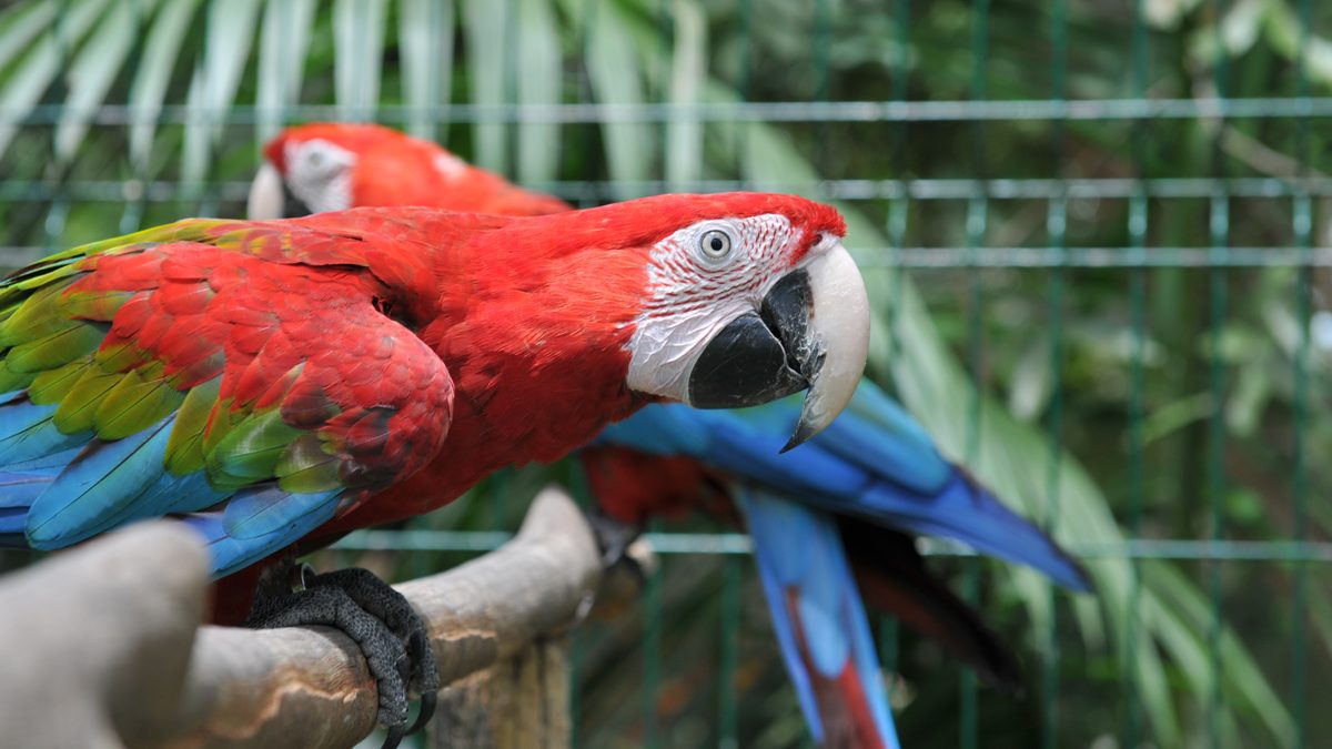 Araras-vermelhas em recinto telado do Cetas de Porto Seguro, para onde vai animal silvestre ferido na Bahia