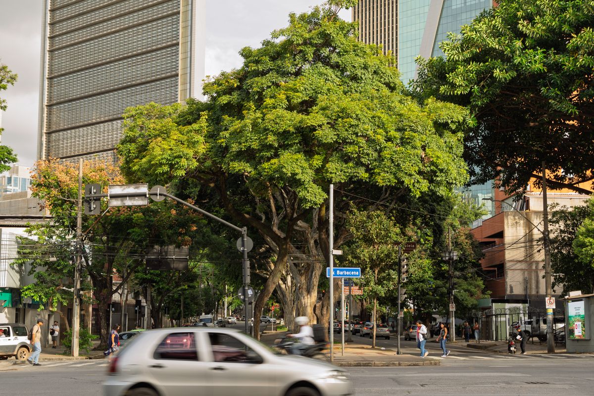 Avenida Barbacena, em Belo Horizonte, com árvores grandes de copa larga entre prédios altos e carros passando