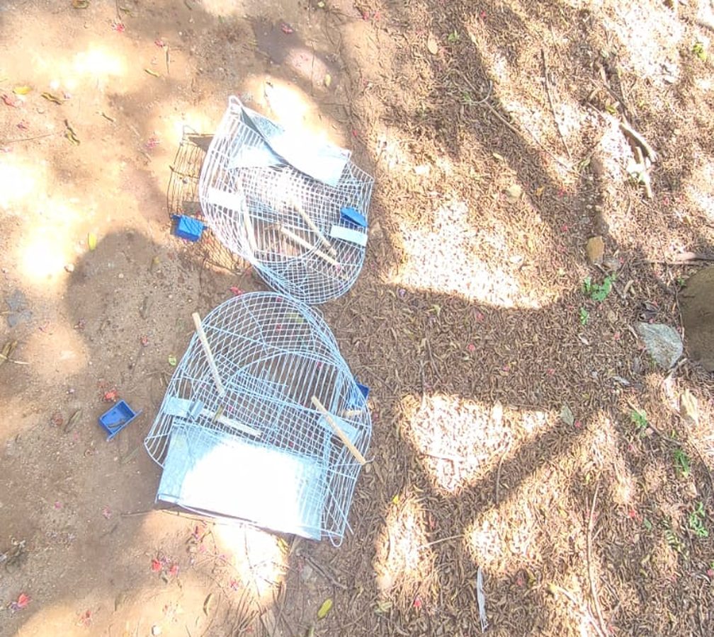 Duas gaiolas metálicas abertas e vazias sobre chão de terra com folhas secas, sob a sombra de árvores