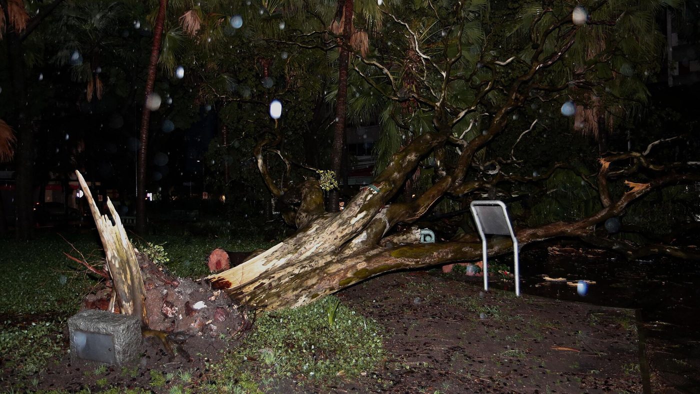 Árvore arrancada pela raiz em uma praça de Porto Alegre durante temporal noturno, com o tronco estilhaçado no chão molhado
