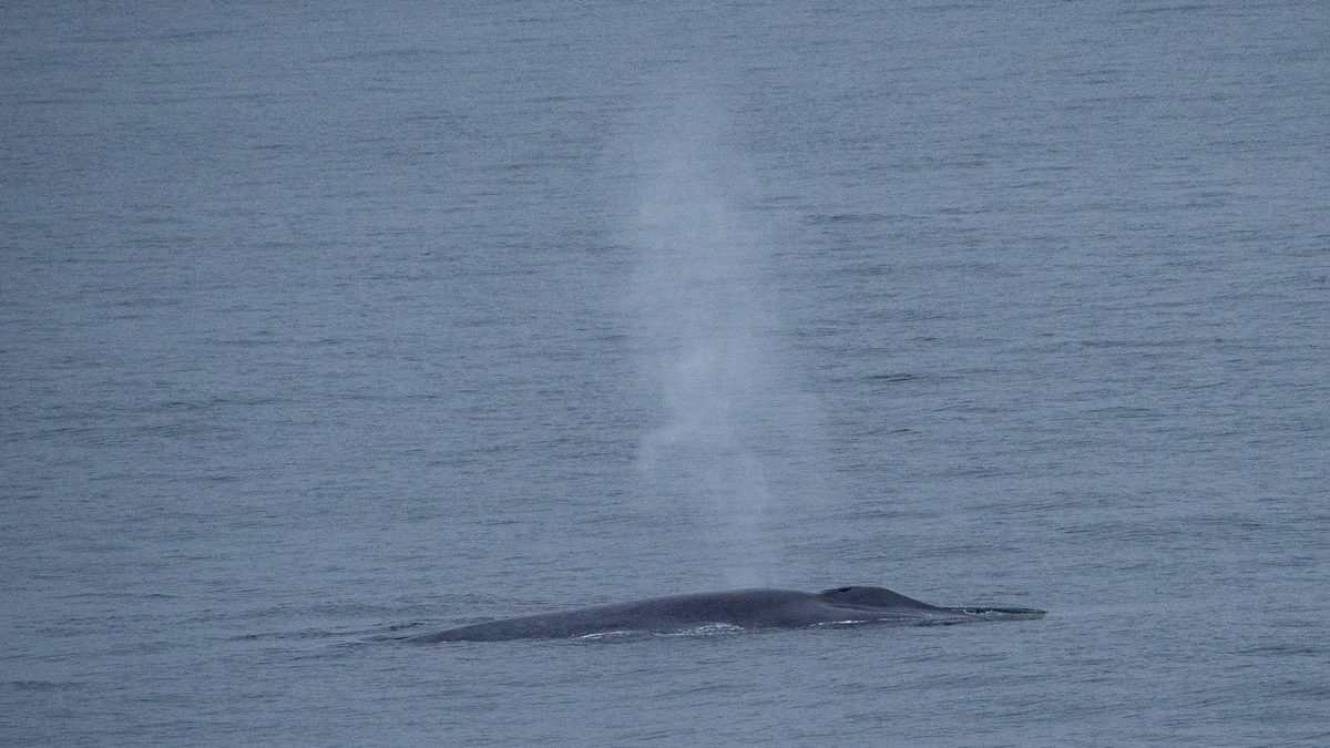 Cabeça e dorso de uma baleia-azul na superfície, com um sopro fino de vapor subindo no ar sobre o mar cinzento