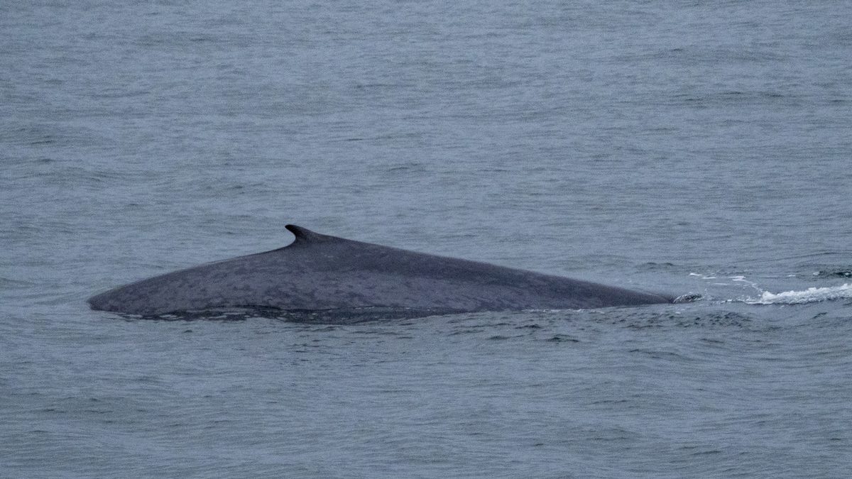 Dorso cinza-azulado de uma baleia-azul com a nadadeira dorsal pequena, aflorando num mar calmo e cinzento