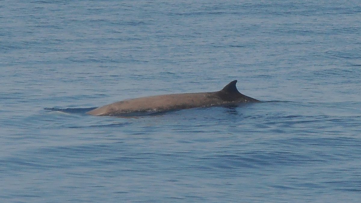 Dorso marrom e nadadeira dorsal pequena de uma baleia-bicuda-de-Cuvier macho adulto emergindo em mar azul calmo