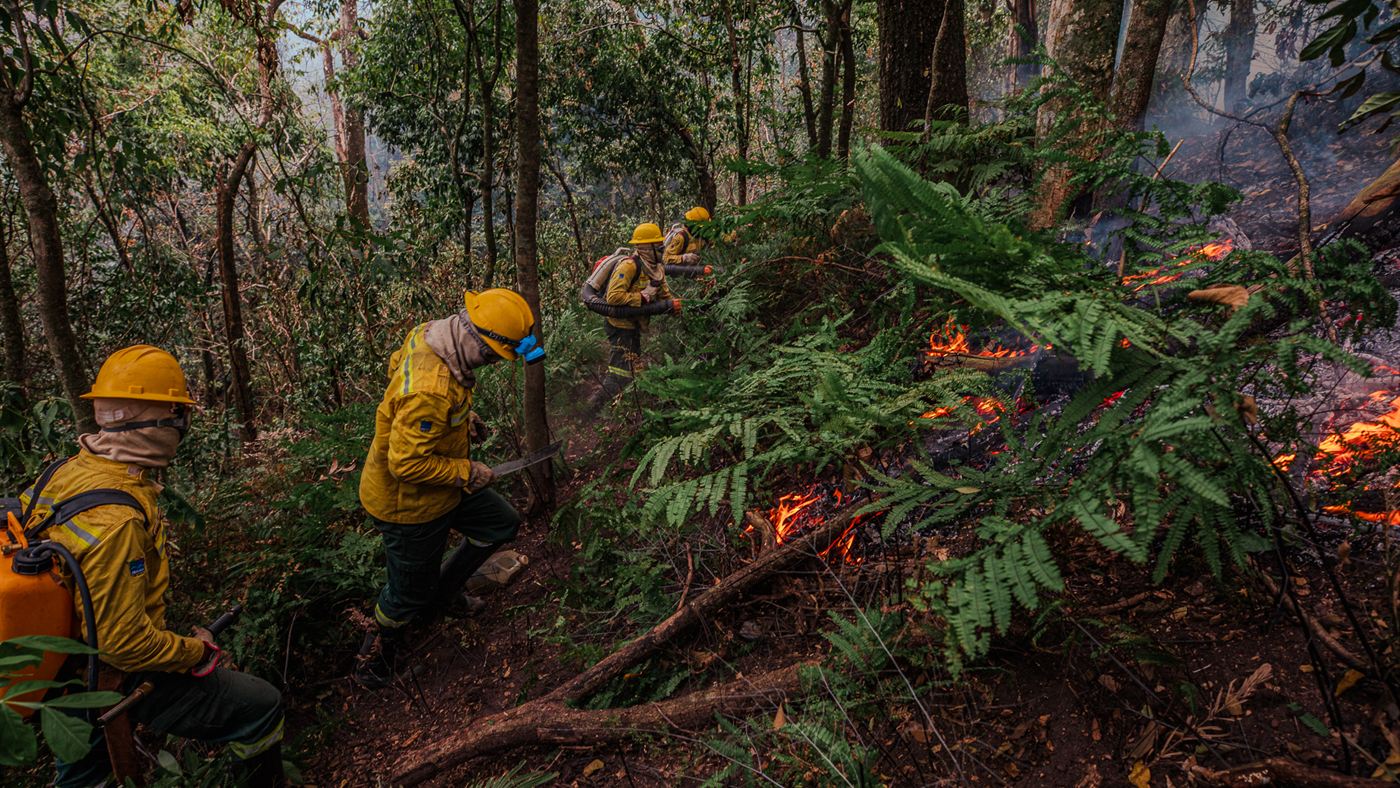 Equipe de brigadistas com uniforme amarelo caminha em meio à mata, usando abafadores e bombas costais perto de um foco de fogo