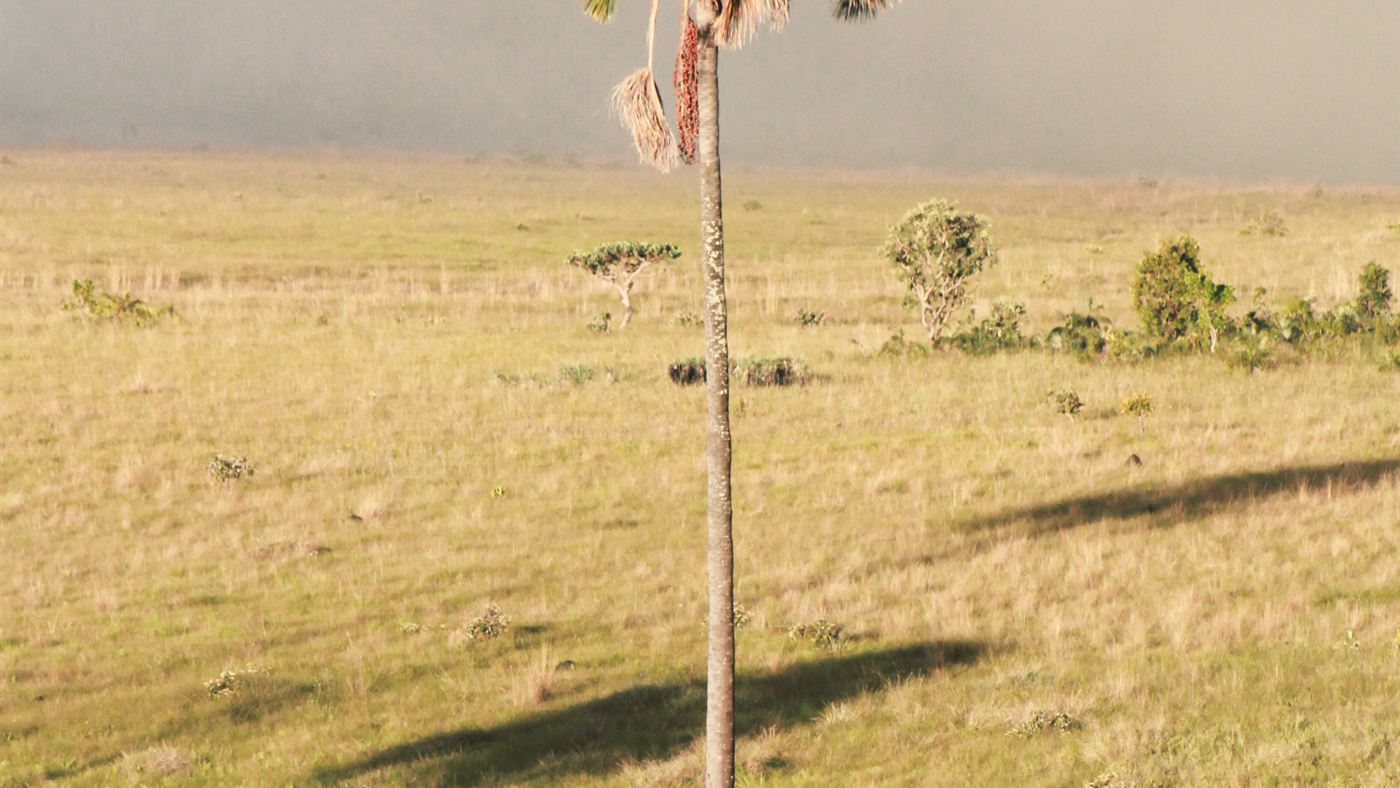 Buriti isolado em campo aberto do Cerrado, com fumaça de queima prescrita ao fundo