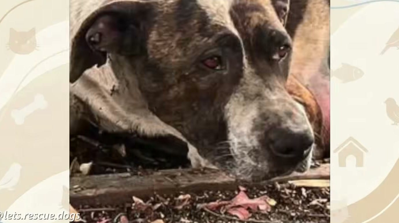 Imagem de divulgação: Cadela reencontra filhotes após oito horas de buscas, mas espera meses por uma família até lar temporário virar definitivo, segundo Patas e Laços