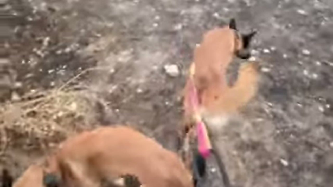 Imagem de divulgação: Canal apresenta uma caverna na Espanha como espaço de diversão para cães resgatados, mas também busca apoio para construir seu próprio centro de resgate