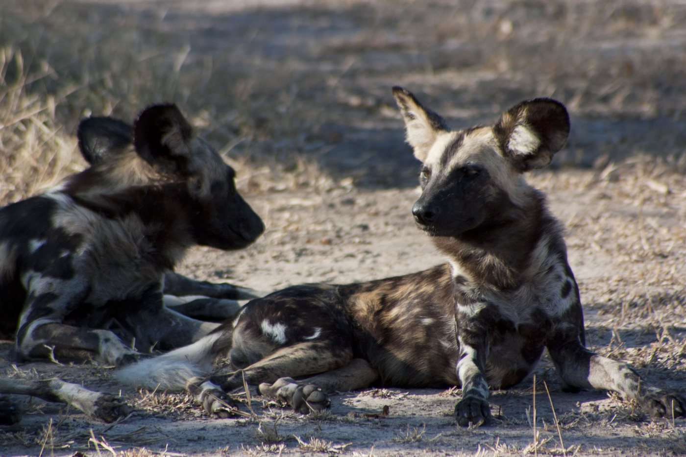Dois cães-selvagens-africanos deitados frente a frente no chão de terra, com orelhas grandes em pé e pelagem manchada