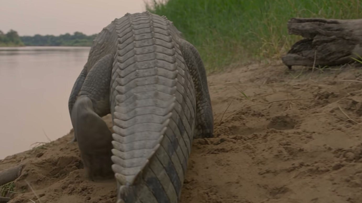 Imagem de divulgação: Cães-selvagens cercam lagarto após invasão de ninho de crocodilo, e um deles agarra sua cauda durante tentativa de fuga em história fictícia