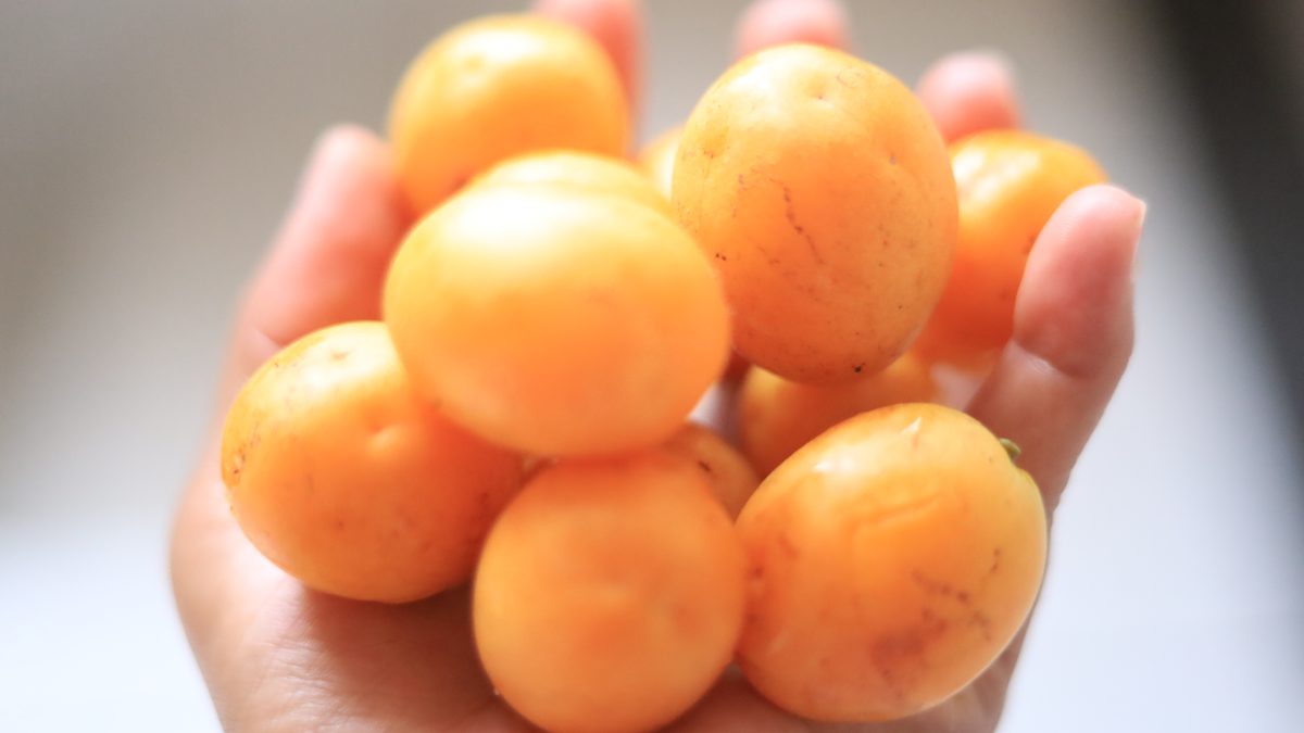 Mão segurando frutos de cajá laranja-amarelados